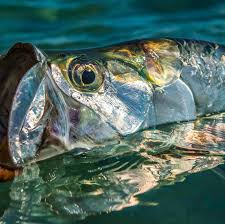 Image result for Megalops atlanticus