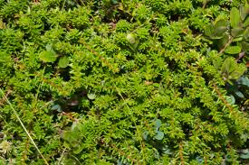 Attēlu rezultāti vaicājumam “Empetrum nigrum leaf”