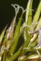 Attēlu rezultāti vaicājumam “Anthoxanthum odoratum fruit”