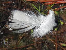 Attēlu rezultāti vaicājumam “Trichia varia spores”