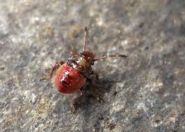 Attēlu rezultāti vaicājumam “Elasmostethus interstinctus imago”