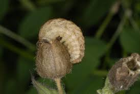 Attēlu rezultāti vaicājumam “Hadena rivularis”