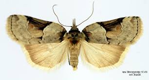 Attēlu rezultāti vaicājumam “Nycteola sp.”