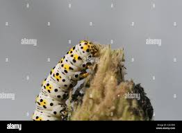 Attēlu rezultāti vaicājumam “Cucullia verbasci”