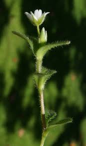 Attēlu rezultāti vaicājumam “Cerastium holosteoides leaf”