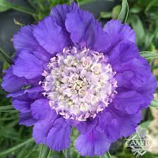 Image result for scabiosa caucasica