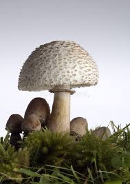 Attēlu rezultāti vaicājumam “Macrolepiota rhacodes”