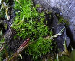 Attēlu rezultāti vaicājumam “Dicranella staphylina cells”