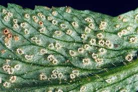 Attēlu rezultāti vaicājumam “Ochropsora ariae”