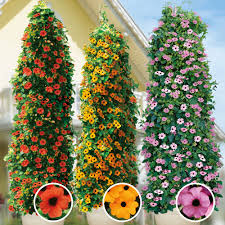 Image result for schwarzäugige Susanne