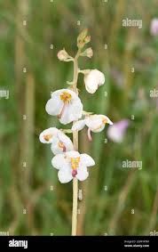 Attēlu rezultāti vaicājumam “Pyrola rotundifolia flower”