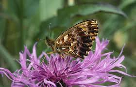 Attēlu rezultāti vaicājumam “Boloria titania”