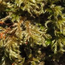 Attēlu rezultāti vaicājumam “Brachytheciastrum velutinum sporophyte”