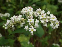 Attēlu rezultāti vaicājumam “Fagopyrum esculentum leaf”