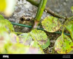 Attēlu rezultāti vaicājumam “Muscicapa striata nest”