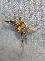 Attēlu rezultāti vaicājumam “Xysticus ulmi adult”