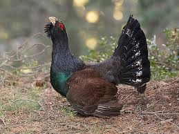 Attēlu rezultāti vaicājumam “Tetrao urogallus”