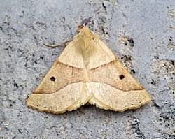 Attēlu rezultāti vaicājumam “Crocallis elinguaria imago”