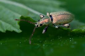 Attēlu rezultāti vaicājumam “Phyllobius”