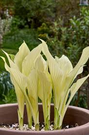 Image result for Hosta White Feather
