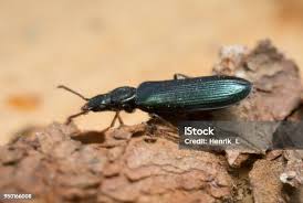 Attēlu rezultāti vaicājumam “Korynetes caeruleus”