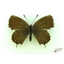 Attēlu rezultāti vaicājumam “Eumedonia eumedon male”