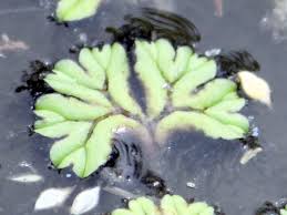 Attēlu rezultāti vaicājumam “Ricciocarpos natans”