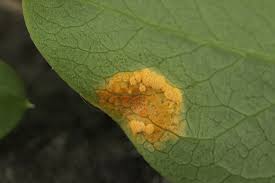 Attēlu rezultāti vaicājumam “Melampsora epitea”