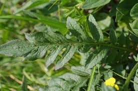 Attēlu rezultāti vaicājumam “Serratula tinctoria”