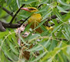 Attēlu rezultāti vaicājumam “Oriolus oriolus female”