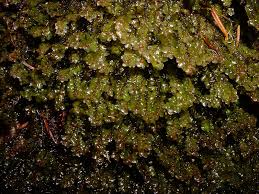 Attēlu rezultāti vaicājumam “Scapania nemorea”