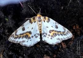 Attēlu rezultāti vaicājumam “Abraxas grossulariata pupa”