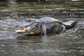 Image result for Alligator mississippiensis