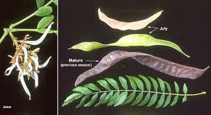 Attēlu rezultāti vaicājumam “Gleditsia triacanthos fruit”