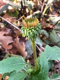 Attēlu rezultāti vaicājumam “Echinacea purpurea bud”