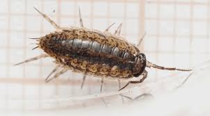 Attēlu rezultāti vaicājumam “Ligidium hypnorum”