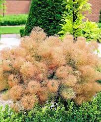 Attēlu rezultāti vaicājumam “Diderma rufostriatum young”