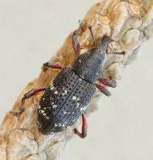 Attēlu rezultāti vaicājumam “Hylobius pinastri”