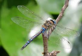 Attēlu rezultāti vaicājumam “Aeshna mixta male”