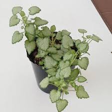 Attēlu rezultāti vaicājumam “Lamium maculatum leaf”