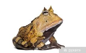 Image result for Ceratophrys ornata