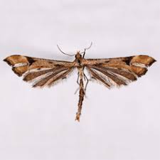 Attēlu rezultāti vaicājumam “Platyptilia tesseradactyla”