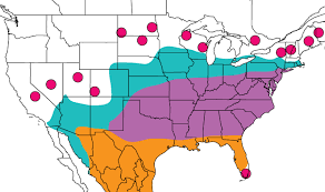 Attēlu rezultāti vaicājumam “Vacciniina optilete underside”