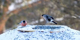 Attēlu rezultāti vaicājumam “Pyrrhula pyrrhula female”