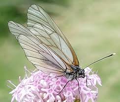 Attēlu rezultāti vaicājumam “Aporia crataegi upperside”