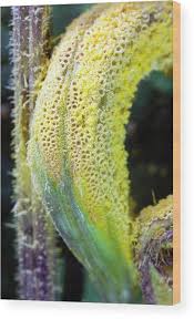 Attēlu rezultāti vaicājumam “Puccinia urticata”