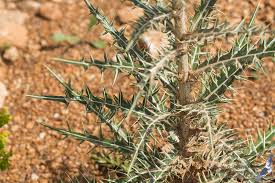 Image result for Ptilostemon afer