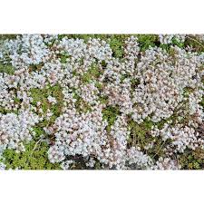 Attēlu rezultāti vaicājumam “Sedum acre flower”