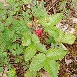 Attēlu rezultāti vaicājumam “Fragaria viridis”