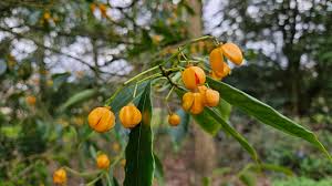 Attēlu rezultāti vaicājumam “Euonymus verrucosus fruit”